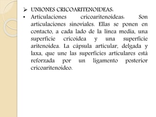  UNIONES CRICOARITENOIDEAS: 
• Articulaciones cricoaritenoideas: Son 
articulaciones sinoviales. Ellas se ponen en 
contacto, a cada lado de la línea media, una 
superficie cricoidea y una superficie 
aritenoidea. La cápsula articular, delgada y 
laxa, que une las superficies articulares está 
reforzada por un ligamento posterior 
cricoaritenoideo. 
 