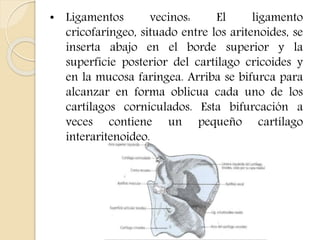• Ligamentos vecinos: El ligamento 
cricofaríngeo, situado entre los aritenoides, se 
inserta abajo en el borde superior y la 
superficie posterior del cartílago cricoides y 
en la mucosa faríngea. Arriba se bifurca para 
alcanzar en forma oblicua cada uno de los 
cartílagos corniculados. Esta bifurcación a 
veces contiene un pequeño cartílago 
interaritenoideo. 
 