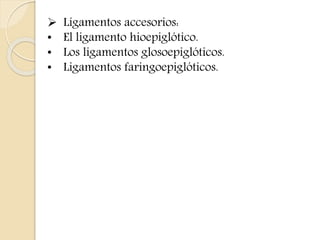  Ligamentos accesorios: 
• El ligamento hioepiglótico. 
• Los ligamentos glosoepiglóticos. 
• Ligamentos faringoepiglóticos. 
 