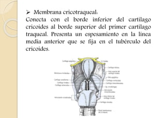  Membrana cricotraqueal: 
Conecta con el borde inferior del cartílago 
cricoides al borde superior del primer cartílago 
traqueal. Presenta un espesamiento en la línea 
media anterior que se fija en el tubérculo del 
cricoides. 
 