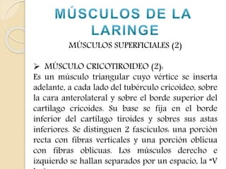 MÚSCULOS SUPERFICIALES (2) 
 MÚSCULO CRICOTIROIDEO (2): 
Es un músculo triangular cuyo vértice se inserta 
adelante, a cada lado del tubérculo cricoideo, sobre 
la cara anterolateral y sobre el borde superior del 
cartílago cricoides. Su base se fija en el borde 
inferior del cartílago tiroides y sobres sus astas 
inferiores. Se distinguen 2 fascículos: una porción 
recta con fibras verticales y una porción oblicua 
con fibras oblicuas. Los músculos derecho e 
izquierdo se hallan separados por un espacio, la “V 
laríngea”. 
 