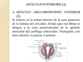 MÚSCULOS POSTERIORES (4) 
 MÚSCULO CRICOARITENOIDEO POSTERIOR 
(2): 
Se inserta en la mitad inferior de la cara posterior 
de la lámina del cricoides. Desde aquí sus fibras se 
dirigen a la cara posteromedial de la apófisis 
muscular del cartílago aritenoides. Triangular, con 
base inferior, es grueso y potente. 
 