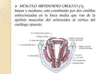  MÚSCULO ARITENOIDEO OBLICUO (1): 
Impar y mediano, está constituido por dos cintillas 
entrecruzadas en la línea media que van de la 
apófisis muscular del aritenoides al vértice del 
cartílago opuesto. 
 