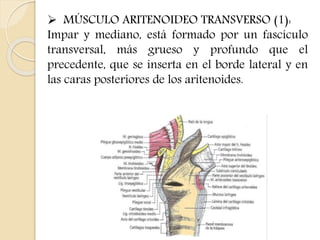  MÚSCULO ARITENOIDEO TRANSVERSO (1): 
Impar y mediano, está formado por un fascículo 
transversal, más grueso y profundo que el 
precedente, que se inserta en el borde lateral y en 
las caras posteriores de los aritenoides. 
 