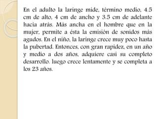 En el adulto la laringe mide, término medio, 4.5 
cm de alto, 4 cm de ancho y 3.5 cm de adelante 
hacia atrás. Más ancha en el hombre que en la 
mujer, permite a ésta la emisión de sonidos más 
agudos. En el niño, la laringe crece muy poco hasta 
la pubertad. Entonces, con gran rapidez, en un año 
y medio a dos años, adquiere casi su completo 
desarrollo. luego crece lentamente y se completa a 
los 23 años. 
 