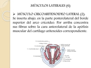 MÚSCULOS LATERALES (6) 
 MÚSCULO CRICOARITENOIDEO LATERAL (2): 
Se inserta abajo, en la parte posterolateral del borde 
superior del arco cricoideo. Por arriba concentra 
sus fibras sobre la cara anterolateral de la apófisis 
muscular del cartílago aritenoides correspondiente. 
 