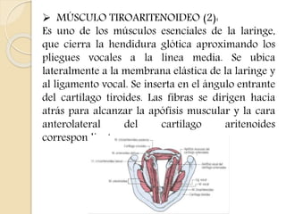  MÚSCULO TIROARITENOIDEO (2): 
Es uno de los músculos esenciales de la laringe, 
que cierra la hendidura glótica aproximando los 
pliegues vocales a la línea media. Se ubica 
lateralmente a la membrana elástica de la laringe y 
al ligamento vocal. Se inserta en el ángulo entrante 
del cartílago tiroides. Las fibras se dirigen hacia 
atrás para alcanzar la apófisis muscular y la cara 
anterolateral del cartílago aritenoides 
correspondiente. 
 