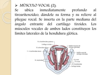  MÚSCULO VOCAL (2): 
Se ubica inmediatamente profundo al 
tiroaritenoideo, dándole su forma y su relieve al 
pliegue vocal. Se inserta en la parte mediana del 
ángulo entrante del cartílago tiroides. Los 
músculos vocales de ambos lados constituyen los 
límites laterales de la hendidura glótica. 
 