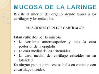Reviste el interior del órgano, donde tapiza a los 
cartílagos y los músculos. 
RELACIONES CON LOS CARTÍLAGOS 
Están cubiertos por la mucosa: 
• La vertiente anterosuperior y toda la cara 
posterior de la epiglotis. 
• La cara medial de los aritenoides. 
• La cara medial del cartílago cricoides en su 
totalidad. 
En ningún punto la mucosa se halla en contacto con 
el cartílago tiroides. 
 