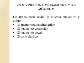 RELACIONES CON LOS LIGAMENTOS Y LOS 
MÚSCULOS 
De arriba hacia abajo, la mucosa encuentra y 
cubre: 
• La membrana cuadrangular. 
• El ligamento vestibular. 
• El ligamento vocal. 
• El cono elástico. 
 