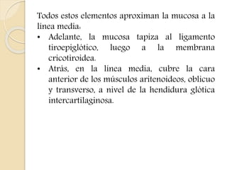 Todos estos elementos aproximan la mucosa a la 
línea media: 
• Adelante, la mucosa tapiza al ligamento 
tiroepiglótico, luego a la membrana 
cricotiroidea. 
• Atrás, en la línea media, cubre la cara 
anterior de los músculos aritenoideos, oblicuo 
y transverso, a nivel de la hendidura glótica 
intercartilaginosa. 
 