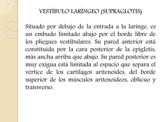 VESTÍBULO LARÍNGEO (SUPRAGLOTIS) 
Situado por debajo de la entrada a la laringe, es 
un embudo limitado abajo por el borde libre de 
los pliegues vestibulares. Su pared anterior está 
constituida por la cara posterior de la epiglotis, 
más ancha arriba que abajo. Su pared posterior es 
muy exigua está limitada al espacio que separa el 
vértice de los cartílagos aritenoides, del borde 
superior de los músculos aritenoideos, oblicuo y 
transverso. 
 