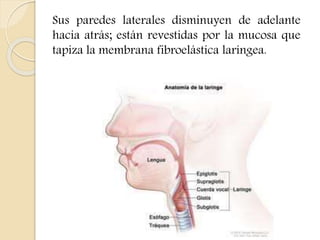 Sus paredes laterales disminuyen de adelante 
hacia atrás; están revestidas por la mucosa que 
tapiza la membrana fibroelástica laríngea. 
 