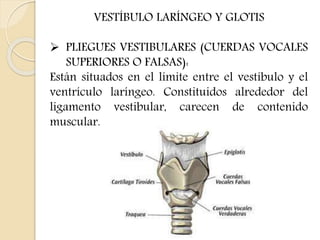 VESTÍBULO LARÍNGEO Y GLOTIS 
 PLIEGUES VESTIBULARES (CUERDAS VOCALES 
SUPERIORES O FALSAS): 
Están situados en el límite entre el vestíbulo y el 
ventrículo laríngeo. Constituidos alrededor del 
ligamento vestibular, carecen de contenido 
muscular. 
 