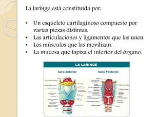 La laringe está constituida por: 
• Un esqueleto cartilaginoso compuesto por 
varias piezas distintas. 
• Las articulaciones y ligamentos que las unen. 
• Los músculos que las movilizan. 
• La mucosa que tapiza el interior del órgano. 
 