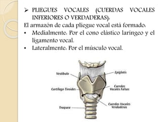  PLIEGUES VOCALES (CUERDAS VOCALES 
INFERIORES O VERDADERAS): 
El armazón de cada pliegue vocal está formado: 
• Medialmente: Por el cono elástico laríngeo y el 
ligamento vocal. 
• Lateralmente: Por el músculo vocal. 
 