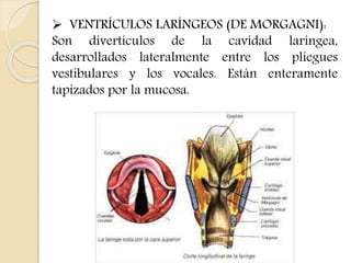  VENTRÍCULOS LARÍNGEOS (DE MORGAGNI): 
Son divertículos de la cavidad laríngea, 
desarrollados lateralmente entre los pliegues 
vestibulares y los vocales. Están enteramente 
tapizados por la mucosa. 
 