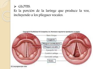 GLOTIS: 
Es la porción de la laringe que produce la voz, 
incluyendo a los pliegues vocales. 
 