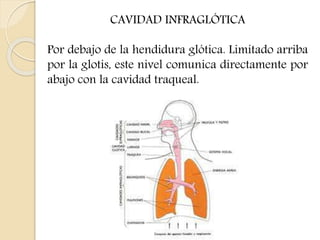 CAVIDAD INFRAGLÓTICA 
Por debajo de la hendidura glótica. Limitado arriba 
por la glotis, este nivel comunica directamente por 
abajo con la cavidad traqueal. 
 