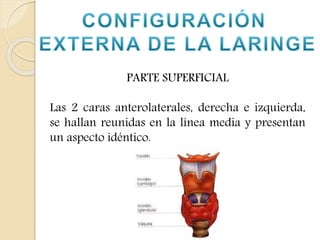 PARTE SUPERFICIAL 
Las 2 caras anterolaterales, derecha e izquierda, 
se hallan reunidas en la línea media y presentan 
un aspecto idéntico. 
 