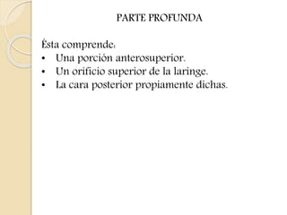 PARTE PROFUNDA 
Ésta comprende: 
• Una porción anterosuperior. 
• Un orificio superior de la laringe. 
• La cara posterior propiamente dichas. 
 