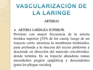 ARTERIAS 
 ARTERIA LARÍNGEA SUPERIOR: 
Proviene con mayor frecuencia de la arteria 
tiroidea superior (70% de los casos). Luego de un 
trayecto corto, atraviesa la membrana tirohioidea, 
pasa profunda a la mucosa del receso piriforme y 
desciende en dirección del músculo cricotiroideo, 
donde termina. En su trayecto abandona ramas 
ascendentes (región epiglótica) y descendentes 
(para los pliegue vocales). 
 