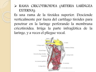  RAMA CRICOTIROIDEA (ARTERIA LARÍNGEA 
EXTERNA): 
Es una rama de la tiroidea superior. Desciende 
verticalmente por fuera del cartílago tiroides para 
penetrar en la laringe perforando la membrana 
cricotiroidea. Irriga la parte infraglótica de la 
laringe, y a veces el pliegue vocal. 
 