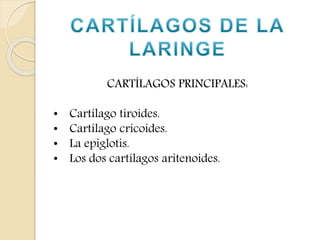 CARTÍLAGOS PRINCIPALES: 
• Cartílago tiroides. 
• Cartílago cricoides. 
• La epiglotis. 
• Los dos cartílagos aritenoides. 
 
