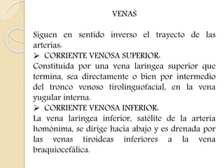 VENAS 
Siguen en sentido inverso el trayecto de las 
arterias: 
 CORRIENTE VENOSA SUPERIOR: 
Constituida por una vena laríngea superior que 
termina, sea directamente o bien por intermedio 
del tronco venoso tirolinguofacial, en la vena 
yugular interna. 
 CORRIENTE VENOSA INFERIOR: 
La vena laríngea inferior, satélite de la arteria 
homónima, se dirige hacia abajo y es drenada por 
las venas tiroideas inferiores a la vena 
braquiocefálica. 
 