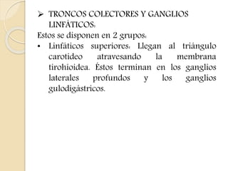  TRONCOS COLECTORES Y GANGLIOS 
LINFÁTICOS: 
Estos se disponen en 2 grupos: 
• Linfáticos superiores: Llegan al triángulo 
carotideo atravesando la membrana 
tirohioidea. Éstos terminan en los ganglios 
laterales profundos y los ganglios 
gulodigástricos. 
 