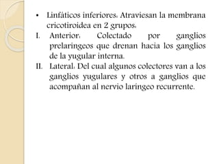 • Linfáticos inferiores: Atraviesan la membrana 
cricotiroidea en 2 grupos: 
I. Anterior: Colectado por ganglios 
prelaríngeos que drenan hacia los ganglios 
de la yugular interna. 
II. Lateral: Del cual algunos colectores van a los 
ganglios yugulares y otros a ganglios que 
acompañan al nervio laríngeo recurrente. 
 