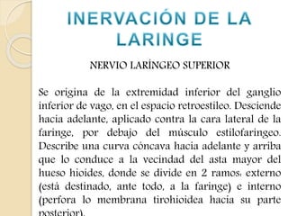 NERVIO LARÍNGEO SUPERIOR 
Se origina de la extremidad inferior del ganglio 
inferior de vago, en el espacio retroestileo. Desciende 
hacia adelante, aplicado contra la cara lateral de la 
faringe, por debajo del músculo estilofaríngeo. 
Describe una curva cóncava hacia adelante y arriba 
que lo conduce a la vecindad del asta mayor del 
hueso hioides, donde se divide en 2 ramos: externo 
(está destinado, ante todo, a la faringe) e interno 
(perfora lo membrana tirohioidea hacia su parte 
posterior). 
 