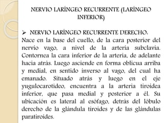 NERVIO LARÍNGEO RECURRENTE (LARÍNGEO 
INFERIOR) 
 NERVIO LARÍNGEO RECURRENTE DERECHO: 
Nace en la base del cuello, de la cara posterior del 
nervio vago, a nivel de la arteria subclavia. 
Contornea la cara inferior de la arteria, de adelante 
hacia atrás. Luego asciende en forma oblicua arriba 
y medial, en sentido inverso al vago, del cual ha 
emanado. Situado atrás y luego en el eje 
yugulocarotídeo, encuentra a la arteria tiroidea 
inferior, que pasa medial y posterior a él. Su 
ubicación es lateral al esófago, detrás del lóbulo 
derecho de la glándula tiroides y de las glándulas 
paratiroides. 
 