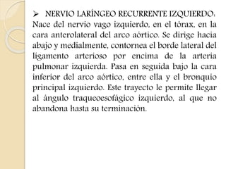  NERVIO LARÍNGEO RECURRENTE IZQUIERDO: 
Nace del nervio vago izquierdo, en el tórax, en la 
cara anterolateral del arco aórtico. Se dirige hacia 
abajo y medialmente, contornea el borde lateral del 
ligamento arterioso por encima de la arteria 
pulmonar izquierda. Pasa en seguida bajo la cara 
inferior del arco aórtico, entre ella y el bronquio 
principal izquierdo. Este trayecto le permite llegar 
al ángulo traqueoesofágico izquierdo, al que no 
abandona hasta su terminación. 
 