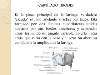 CARTÍLAGO TIRODES 
Es la pieza principal de la laringe, verdadero 
"escudo" situado adelante y sobre los lados. Está 
formado por dos láminas cuadriláteras unidas 
adelante por sus bordes anteriores y separadas 
atrás, formando un ángulo variable, abierto hacia 
atrás, que varía con la edad y el sexo. Su abertura 
condiciona la amplitud de la laringe. 
 