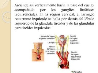 Asciende así verticalmente hacia la base del cuello, 
acompañado por los ganglios linfáticos 
recurrenciales. En la región cervical, el laríngeo 
recurrente izquierdo se halla por detrás del lóbulo 
izquierdo de la glándula tiroides y de las glándulas 
paratiroides izquierdas. 
 