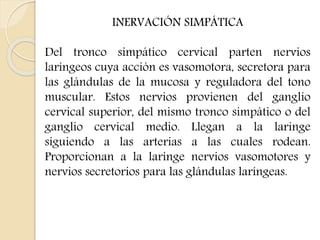 INERVACIÓN SIMPÁTICA 
Del tronco simpático cervical parten nervios 
laríngeos cuya acción es vasomotora, secretora para 
las glándulas de la mucosa y reguladora del tono 
muscular. Estos nervios provienen del ganglio 
cervical superior, del mismo tronco simpático o del 
ganglio cervical medio. Llegan a la laringe 
siguiendo a las arterias a las cuales rodean. 
Proporcionan a la laringe nervios vasomotores y 
nervios secretorios para las glándulas laríngeas. 
 
