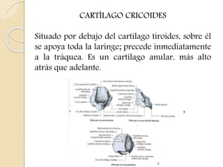 CARTÍLAGO CRICOIDES 
Situado por debajo del cartílago tiroides, sobre él 
se apoya toda la laringe; precede inmediatamente 
a la tráquea. Es un cartílago anular, más alto 
atrás que adelante. 
 