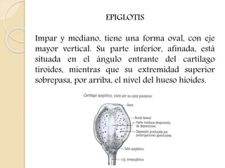 EPIGLOTIS 
Impar y mediano, tiene una forma oval, con eje 
mayor vertical. Su parte inferior, afinada, está 
situada en el ángulo entrante del cartílago 
tiroides, mientras que su extremidad superior 
sobrepasa, por arriba, el nivel del hueso hioides. 
 