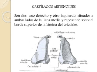 CARTÍLAGOS ARITENOIDES 
Son dos, uno derecho y otro izquierdo, situados a 
ambos lados de la línea media y reposando sobre el 
borde superior de la lámina del cricoides. 
 