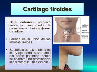 Cartílago tiroides
• Cara anterior.- presenta
sobre la línea media, la
prominencia faríngea(nuez
de adán).
• Situada en la unión de las
laminas tiroides.
• Superficie de las laminas es
lisa y aplanada, salvo cerca
del borde posterior, donde
se observa una prominencia
lineal roma: la línea oblicua.
 
