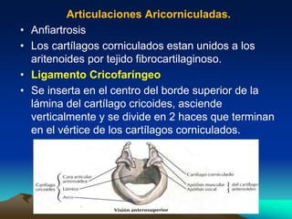 Articulaciones Aricorniculadas.
• Anfiartrosis
• Los cartílagos corniculados estan unidos a los
aritenoides por tejido fibrocartilaginoso.
• Ligamento Cricofaríngeo
• Se inserta en el centro del borde superior de la
lámina del cartílago cricoides, asciende
verticalmente y se divide en 2 haces que terminan
en el vértice de los cartílagos corniculados.
 