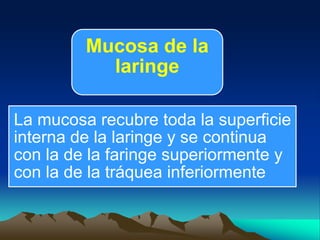 Mucosa de la
laringe
La mucosa recubre toda la superficie
interna de la laringe y se continua
con la de la faringe superiormente y
con la de la tráquea inferiormente
 