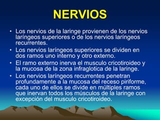 NERVIOS
• Los nervios de la laringe provienen de los nervios
laríngeos superiores o de los nervios laríngeos
recurrentes.
• Los nervios laríngeos superiores se dividen en
dos ramos uno interno y otro externo.
• El ramo externo inerva el musculo cricotiroideo y
la mucosa de la zona infraglotica de la laringe.
• Los nervios laríngeos recurrentes penetran
profundamente a la mucosa del receso piriforme,
cada uno de ellos se divide en múltiples ramos
que inervan todos los músculos de la laringe con
excepción del musculo cricotiroideo.
 