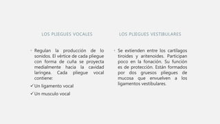 LOS PLIEGUES VOCALES
• Regulan la producción de lo
sonidos. El vértice de cada pliegue
con forma de cuña se proyecta
medialmente hacia la cavidad
laríngea. Cada pliegue vocal
contiene:
Un ligamento vocal
Un musculo vocal
• Se extienden entre los cartílagos
tiroides y aritenoides. Participan
poco en la fonación. Su función
es de protección. Están formados
por dos gruesos pliegues de
mucosa que envuelven a los
ligamentos vestibulares.
LOS PLIEGUES VESTIBULARES
 