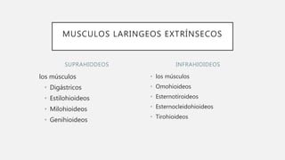 SUPRAHIODEOS
los músculos
• Digástricos
• Estilohioideos
• Milohioideos
• Genihioideos
• los músculos
• Omohioideos
• Esternotiroideos
• Esternocleidohioideos
• Tirohioideos
INFRAHIOIDEOS
MUSCULOS LARINGEOS EXTRÍNSECOS
 