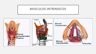 MUSCULOS INTRINSECOS
 