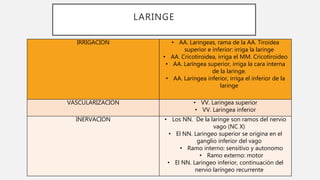 LARINGE
IRRIGACION • AA. Laringeas, rama de la AA. Tiroidea
superior e inferior: irriga la laringe
• AA. Cricotiroidea, irriga el MM. Cricotiroideo
• AA. Laringea superior, irriga la cara interna
de la laringe.
• AA. Laringea inferior, irriga el inferior de la
laringe
VASCULARIZACION • VV. Laringea superior
• VV. Laringea inferior
INERVACION • Los NN. De la laringe son ramos del nervio
vago (NC X)
• El NN. Laringeo superior se origina en el
ganglio inferior del vago
• Ramo interno: sensitivo y autonomo
• Ramo externo: motor
• El NN. Laringeo inferior, continuación del
nervio laríngeo recurrente
 