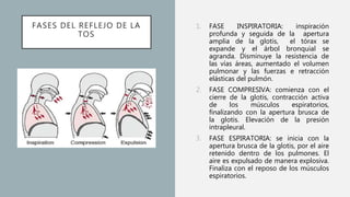 FASES DEL REFLEJO DE LA
TOS
1. FASE INSPIRATORIA: inspiración
profunda y seguida de la apertura
amplia de la glotis, el tórax se
expande y el árbol bronquial se
agranda. Disminuye la resistencia de
las vías áreas, aumentado el volumen
pulmonar y las fuerzas e retracción
elásticas del pulmón.
2. FASE COMPRESIVA: comienza con el
cierre de la glotis, contracción activa
de los músculos espiratorios,
finalizando con la apertura brusca de
la glotis. Elevación de la presión
intrapleural.
3. FASE ESPIRATORIA: se inicia con la
apertura brusca de la glotis, por el aire
retenido dentro de los pulmones. El
aire es expulsado de manera explosiva.
Finaliza con el reposo de los músculos
espiratorios.
 