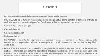 FUNCION
• Las funciones básicas de la laringe en orden de importancia son tres:
• PROTECCION: es la función más antigua de la laringe, actúa como esfínter evitando la entrada de
cualquier cosa, excepto aire al pulmón. Para lo cuál utiliza los siguientes mecanismos:
• Cierre de la apertura laríngea
• Cierre de la glotis
• Cese de la respiración
• Reflejo de la tos
• RESPIRACION: durante la respiración las cuerdas vocales se abducen en forma activa, esto
contribuye a la regulación del intercambio gaseoso con el pulmón y la mantención del equilibrio
ácido-base.
• FONACION: Los cambios en la tensión y longitud de las cuerdas vocales, ancho de la hendidura
glótica e intensidad del esfuerzo espiratorio provocan variaciones en el tono de voz. Este tono
formado por la vibración de las cuerdas vocales en la laringe es modificado por los movimientos de
 